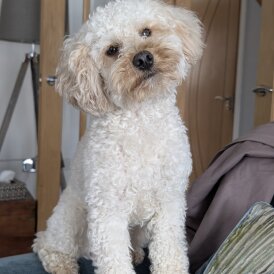 Maltipoo