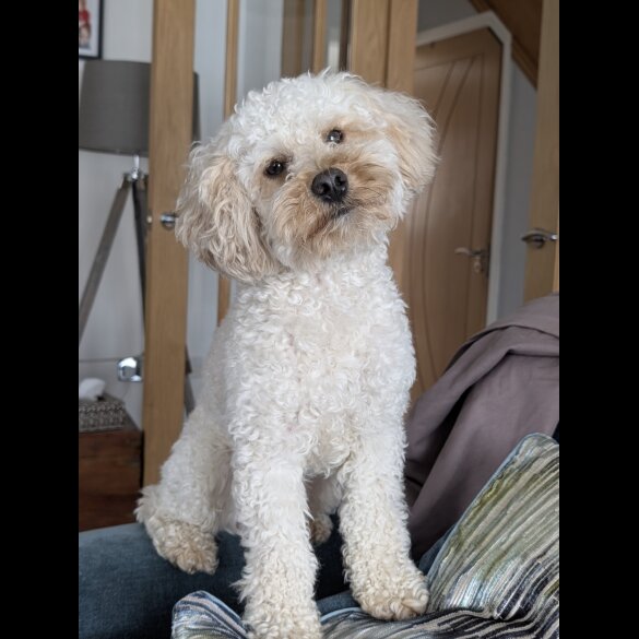 Maltipoo