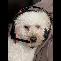 Maltipoo