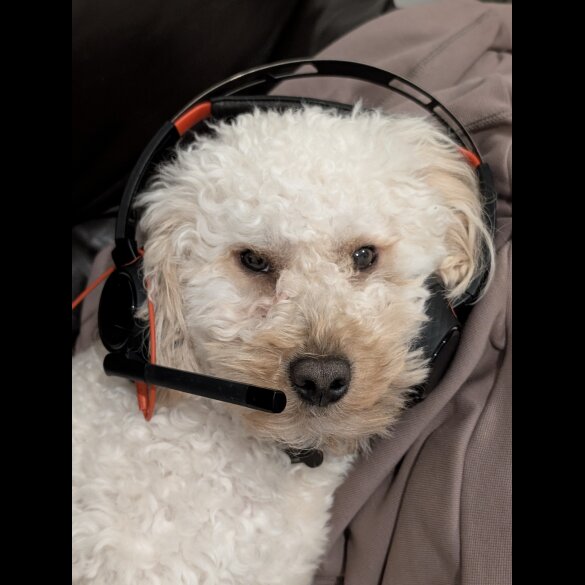 Maltipoo