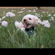Maltipoo