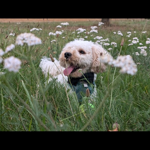 Maltipoo