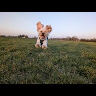Maltipoo