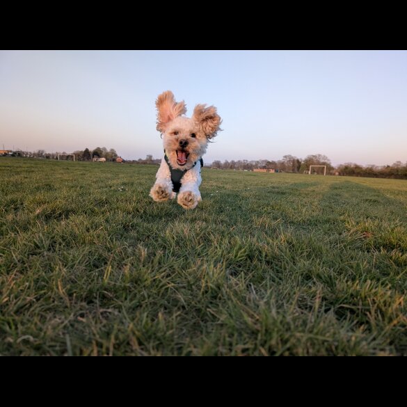 Maltipoo