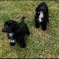 Cockapoo - Bitches