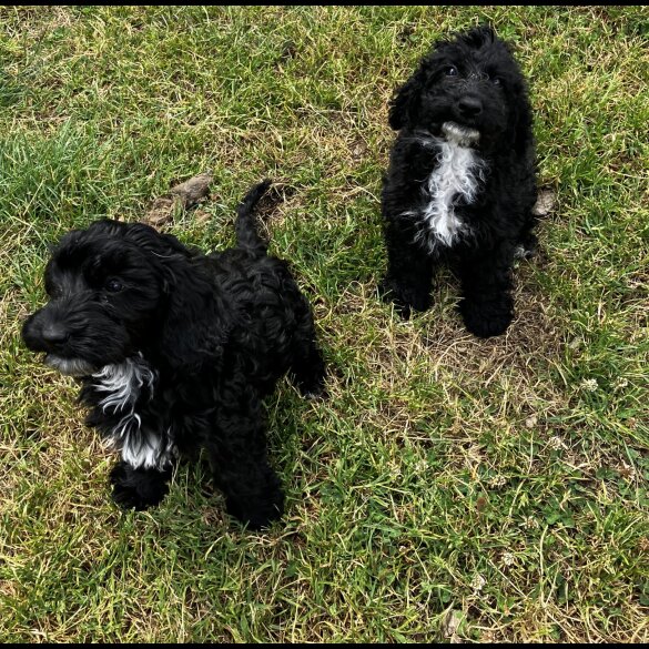 Cockapoo - Bitches