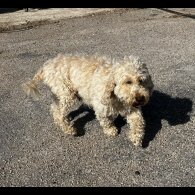 Cockapoo - Bitches