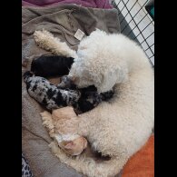 Labradoodle - Both
