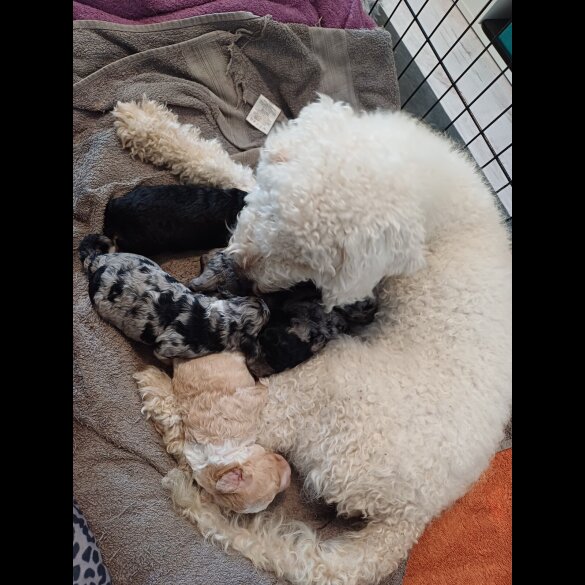 Labradoodle - Both
