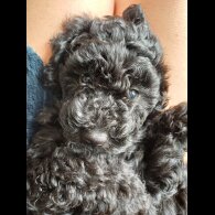 Labradoodle - Both
