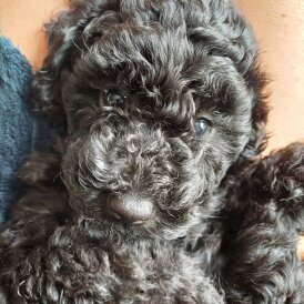 Labradoodle - Both
