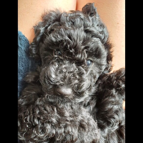 Labradoodle - Both