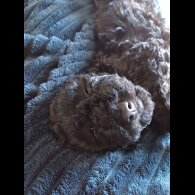 Labradoodle - Both