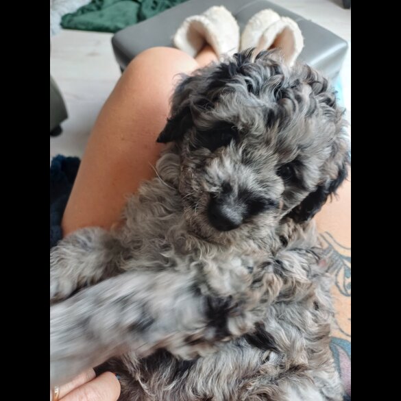 Labradoodle - Both
