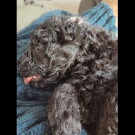 Labradoodle - Both