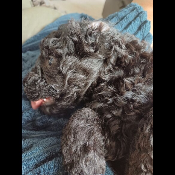 Labradoodle - Both