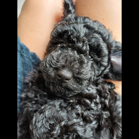 Labradoodle - Both