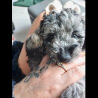 Labradoodle - Both
