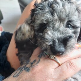 Labradoodle - Both