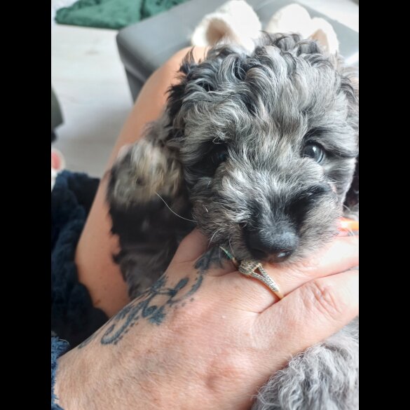 Labradoodle - Both