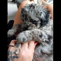 Labradoodle - Both