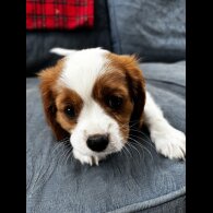 Cavalier King Charles Spaniel - Both