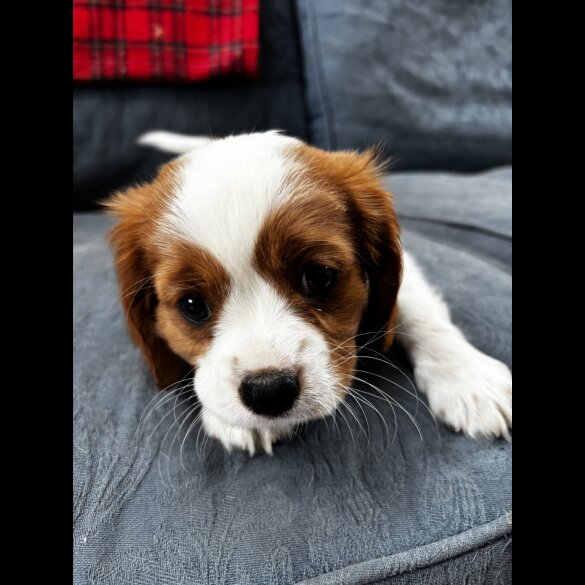 Cavalier King Charles Spaniel - Both