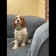Cavalier King Charles Spaniel - Both