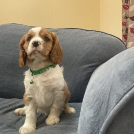 Cavalier King Charles Spaniel - Both