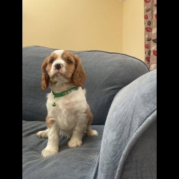 Cavalier King Charles Spaniel - Both