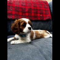 Cavalier King Charles Spaniel - Both
