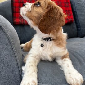 Cavalier King Charles Spaniel - Both