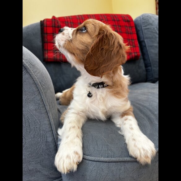 Cavalier King Charles Spaniel - Both