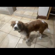 Cavalier King Charles Spaniel - Both