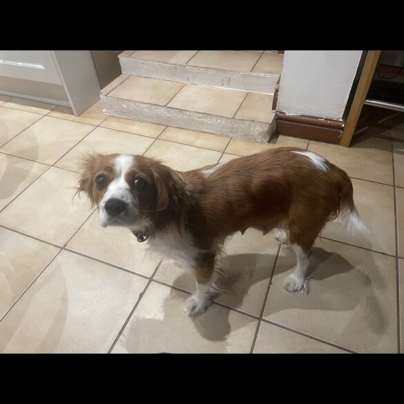 Cavalier King Charles Spaniel - Both