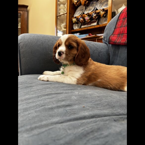 Cavalier King Charles Spaniel - Both