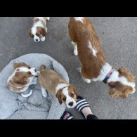 Cavalier King Charles Spaniel - Both