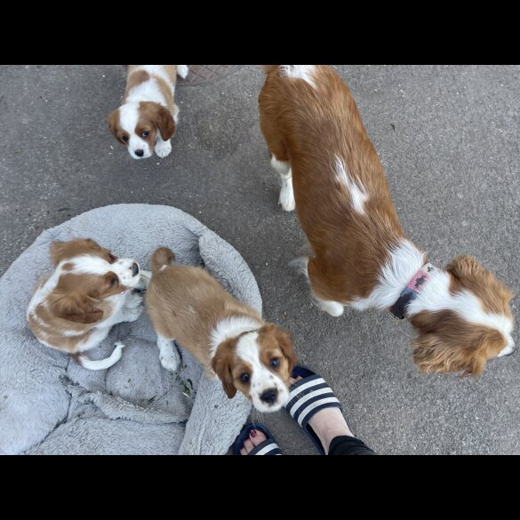 Cavalier King Charles Spaniel - Both
