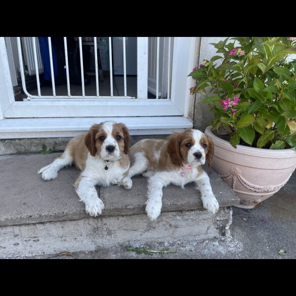 Cavalier King Charles Spaniel - Both