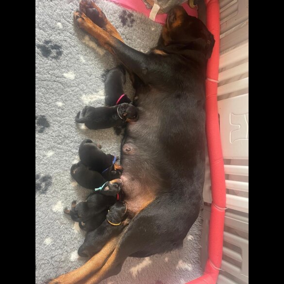 Rottweiler - Both
