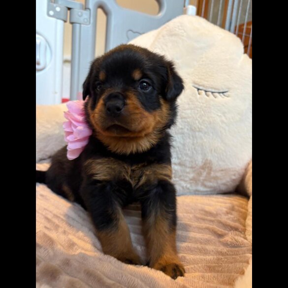 Rottweiler - Both