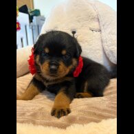 Rottweiler - Both