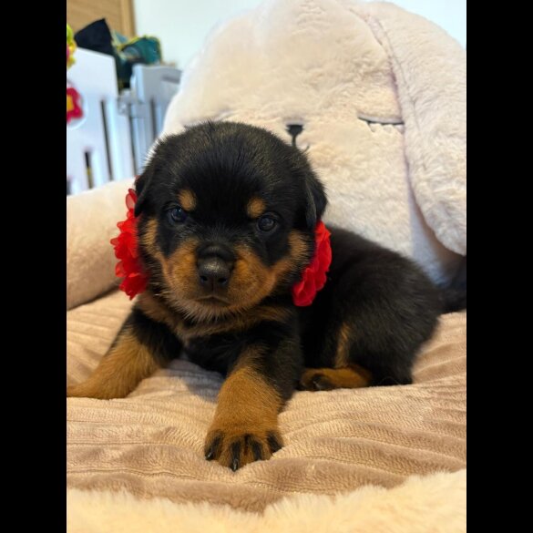 Rottweiler - Both