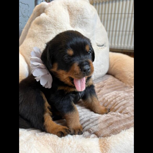Rottweiler - Both