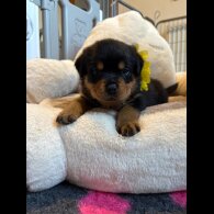 Rottweiler - Both