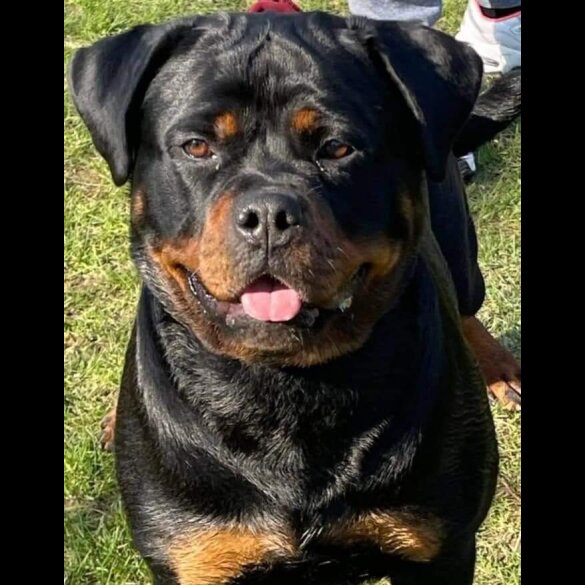 Rottweiler - Both