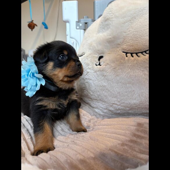 Rottweiler - Both