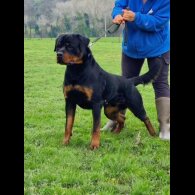 Rottweiler - Both