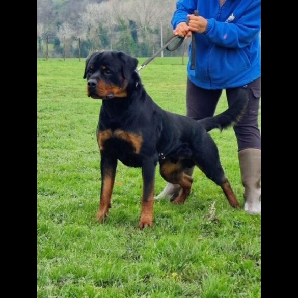 Rottweiler - Both