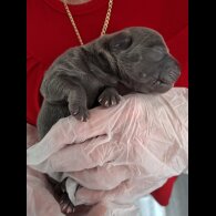 Staffordshire Bull Terrier - Bitches